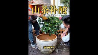 #茶花 #山茶花 #绿植 茶花养护到家就出现各种情况，那你就给他补酸