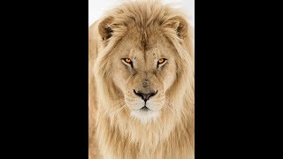 KILLER'S EVERYWHERE.DANGEROUS.RUTHLESS.MAGESTIC.LOYAL.BEAUTIFUL