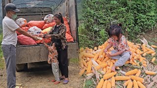 Mother and son pick corn and put it in bags to sell