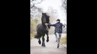 Tibor Friesian Horses for sale https://www.blacksterlingfriesians.com questions? 415-272-2112