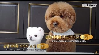 오늘 방구석에서 진행되는 수요멍식회에 우리집 개 두 분 나와주셨습니다 ㅣ Reason Why Dog Who Almost Have Died Of Disease Could Live