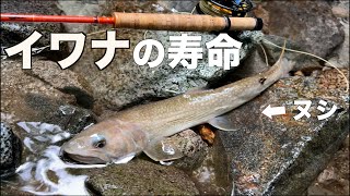 【老衰イワナ】魚の世代交代を感じる夏の渓【４０アップ】