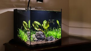 Waterbox Aquariums Cube 10 All-In-One Review