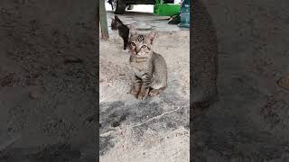 Kucing jalanan#cat #pecintakucinglucu #catlover