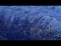Azura - view of Two Mile Reef and the variety of fish