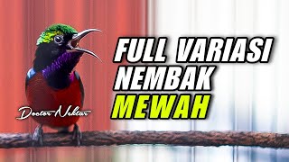 MASTERAN KONIN GACOR FULL ISIAN TEMBAKAN MEWAH - KOLIBRI NINJA VARIASI MATERI PILIHAN NEMBAK PANJANG