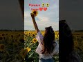 sunflower with sky blue 🌻🌻 natural beauty with sunflower 🌻❤️🥰