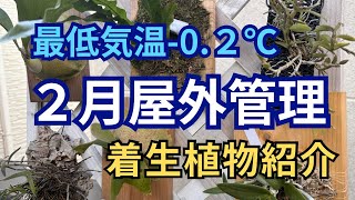 植物の強さに感動！2月上旬、大阪で屋外管理している着生植物を紹介