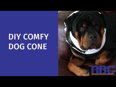 DIY Comfy Dog Cone | How to Make a Homemade Dog Cone Alternative DIY Comfy Dog Cone | How to Make a Homemade Dog Cone Alternative