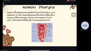 Raspiratory system หลักสูตรวิทยาศาสตร์การแพทย์ มหาวิทยาลัยหัวเฉียวเฉลิมพระเกียรติ