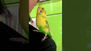 セキセイインコが一緒に歌ってるみたいに見える😊　まるで2歳児のように元気いっぱいに寿命の７歳を迎えることができました😌💗