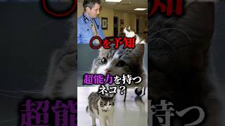 猫を予知…超能力を持つネコ？【ゆっくり解説】