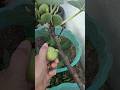 buah tin masak pohon, semutpun suka #makanan #makanfamily #panen #kebun #buah #buahtin