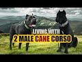 Living With 2 Young CANE CORSO MALES | A Day In the Life of The Corso Bros