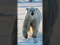 polar bear covered in black shell parasites rescued and freed