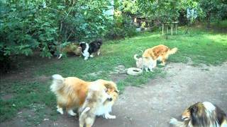 Millubie collies