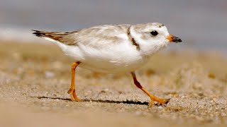 'A WONDERFUL BIRD' | Michigan welcomed 231 new endangered piping plover chicks in 2022