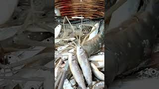 গুরা মাছের পাইকারি বাজার জানেন কোথায় মৈনট ঘাট || Padma River fish market dohar dhaka