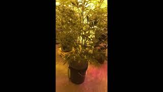 DWC Hydroponic critical mass from Canuk seed