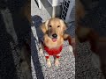 【ゴールデンレトリバー】大型犬　２歳ゴールデン　おやつの交渉術を覚えた　＃shorts