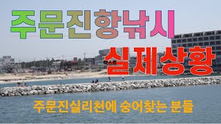 주문진 실리천에 숭어가 들어왔네요!