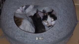 모질게 독립시킨 아들을 다시 데리고 잔다