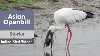 Asian openbill stork - ചേരാക്കൊക്കൻ (Anastomus oscitans)