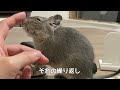 【デグー】でんちゃんの可愛い特集２