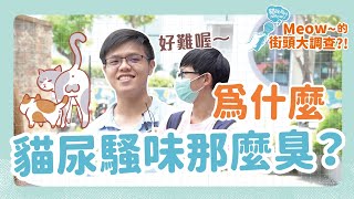 為什麼貓尿騷味那麼臭？｜貓咪為什Meow?! 之 Meow~的街頭大調查