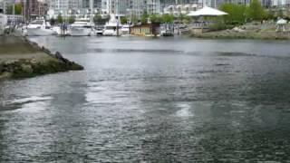 A gray whale in False Creek, Vancouver