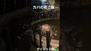 衝撃映像『旭山動物園、カバの夜ご飯』 #旭山動物園 #北海道 #動物 #旭川 #かば #動物園 #ナイトサファリ