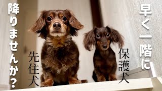 先住犬チワックスもこと保護犬カニンヘンダックスことが二階でいちゃついて一階に降りれません…。