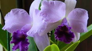 First Cattleya Of The Season - Cattlianthe Sierra Skies 'Leone'