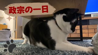 保護ねこ 政宗の一日