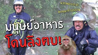 (คนพันธุ์เสือ EP.34) มนุษย์อาหาร โดนลิงตบ!! | SHOCKER BOYS