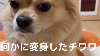 【チワワ】トリミングでチワワではない何かの動物に変身