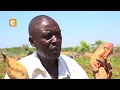 SMART FARM | Farming in Turkana