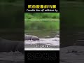 鳄鱼咬断角马腿！crocodile bites off wildebeest leg