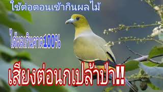 เสียงนกเปล้าป่าเข้ากินผมไม้ เสียงดังฟังชัด เข้า100%