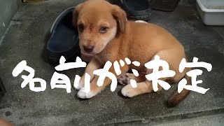 【捨犬保護】無事に主が決まり、名前も決定しました