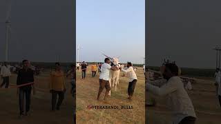 terabandi bulls || ಇಟ್ನಾಳ ಹಿಂದುಸ್ತಾನ್ ❤️‍🔥🚩.#shortvideo #views #viralvideo #like #janapada