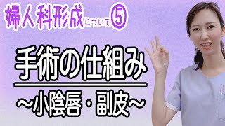 婦人科形成⑤　具体的な施術箇所についてドクターの直筆イラストで説明します！小陰唇縮小術と副皮除去術ってどんな場所を手術するの？☆ちさこ先生の今日の解説☆