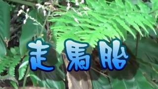 介紹藥用植物 及民間常用青草藥     走馬胎   別名：千頭艾納香，大葉艾納香，雙面胎。