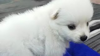 Cute \u0026 Funny Pomeranian Dogs Video Compilation|white culture pom dog funny video#Shorts@Rajjamwal