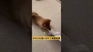 【豆柴】タオルを取られまいと、匍匐前進する子犬がかわいい #shorts