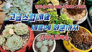 한마음다육.메니아님께서 세트구입시 분도 드리다고합니다 멋진세트(010 8902 7903)