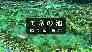 通称「モネの池」岐阜県関市 名もなき池