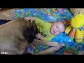 english mastiff top 10 facts