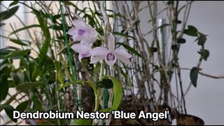 Dendrobium Nestor 'Blue Angel' 덴드로비움 네스터 '블루 엔젤'