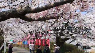 秋田133【本荘公園の桜】由利本荘市《桜に埋もれる城址公園》